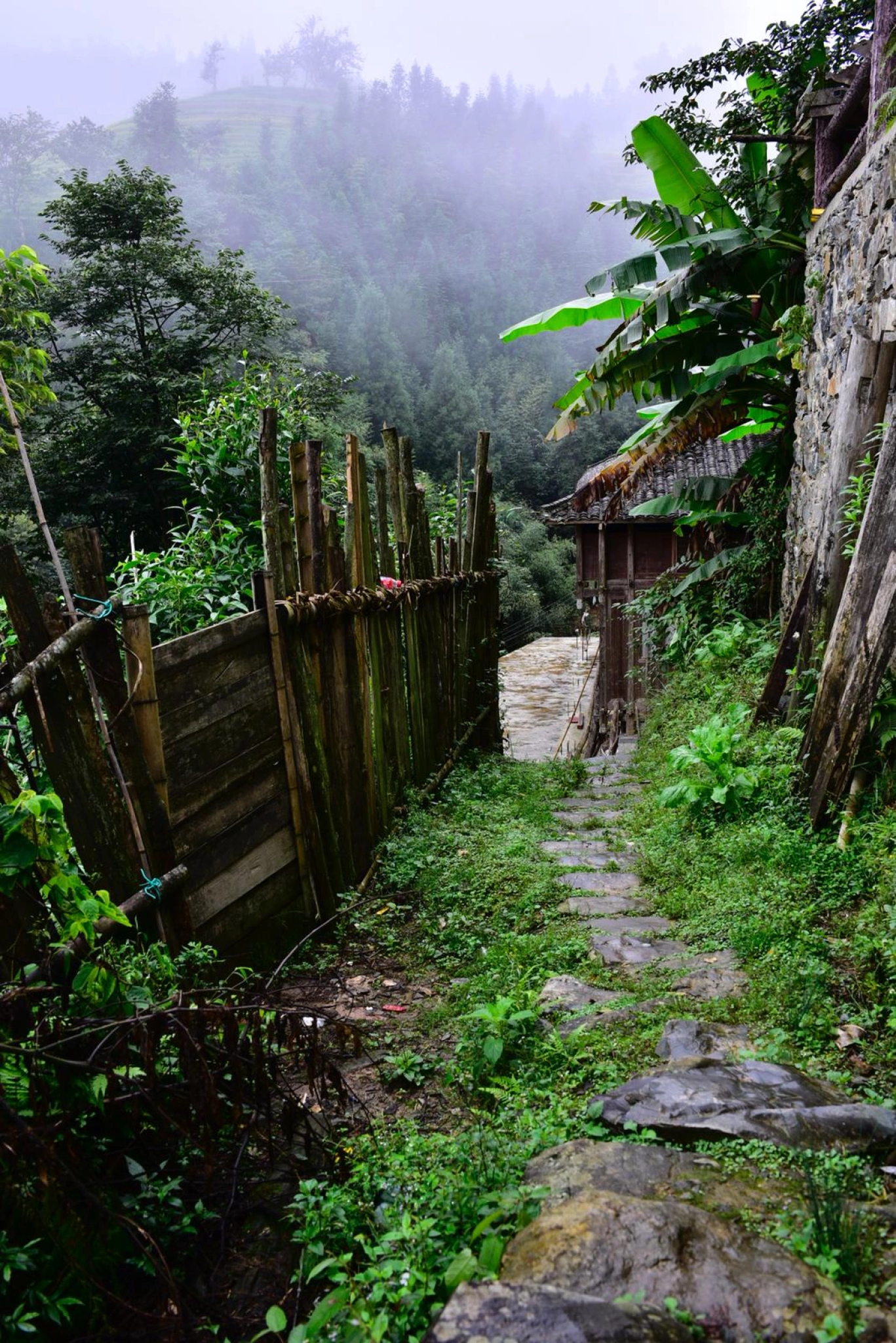 A serene view of Bada Mountain tea trees in spring