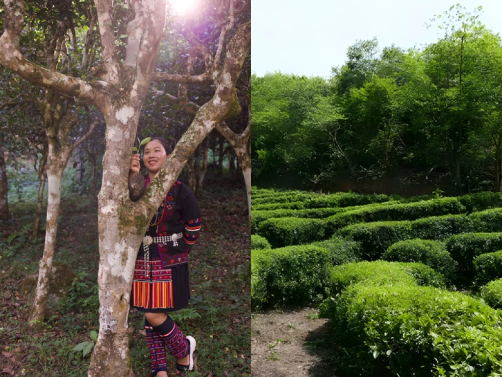 Comparison of ancient tea trees and terraced tea trees