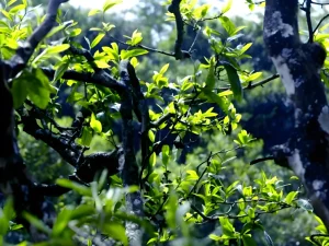 An ancient tea tree photographed by steepedroots, with the light shining brightly and the tea leaves fresh and tender.