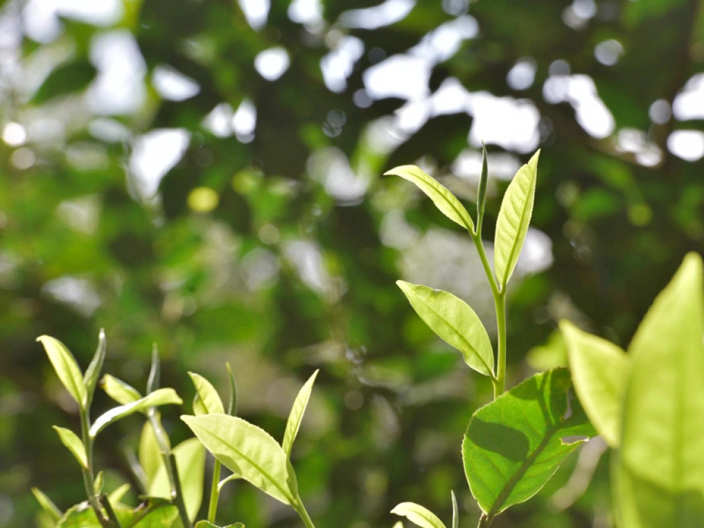 High mountain pereh tea leaves steeping
