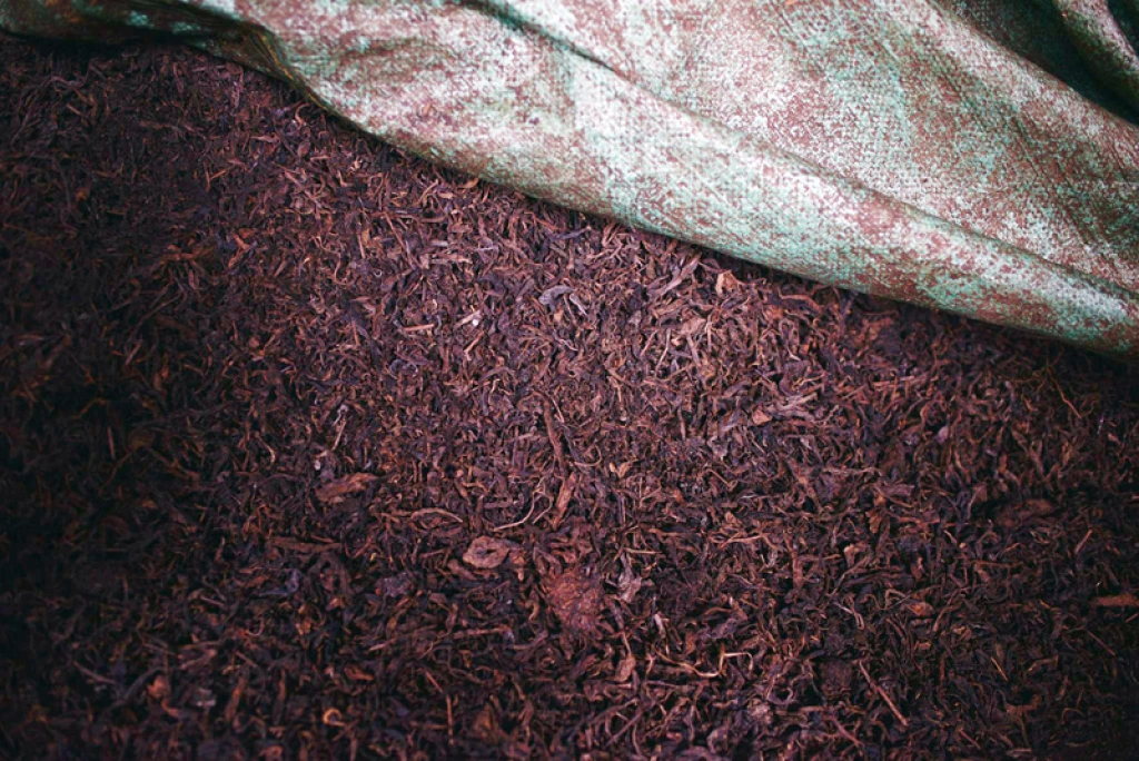 Close-up of tea leaves undergoing ground fermentation in a clean Menghai factory. / 勐海茶厂内正在进行地面发酵的茶叶细节。