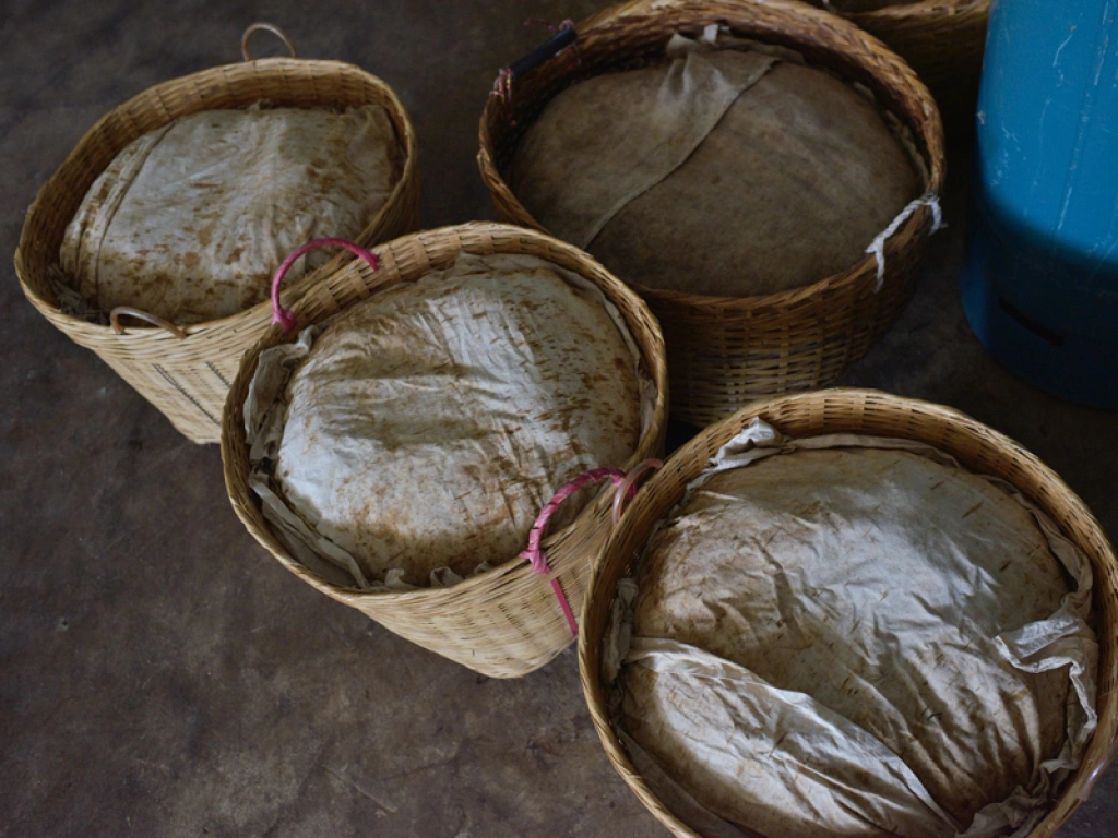 Tea leaves piled in bamboo baskets for the crucial fermentation stage. | 茶叶堆放在竹筐中进行关键的发酵阶段。