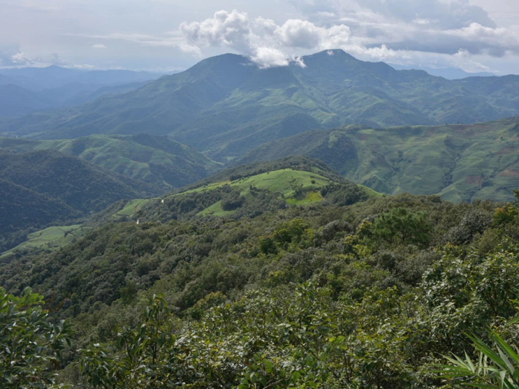 High-mountain tea garden in misty conditions