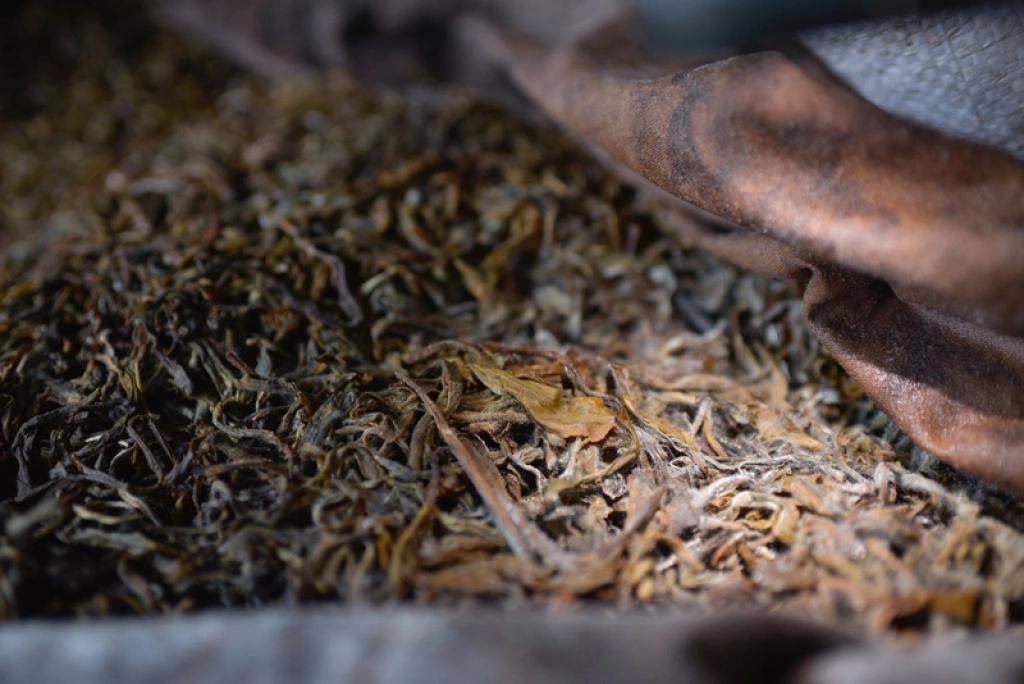 Into the World of Ripe Pu’er: Visiting Tea Master Li Xiaohu
