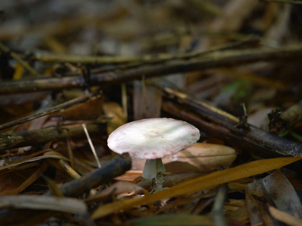 Mushroom in Pasha Tea Mountains