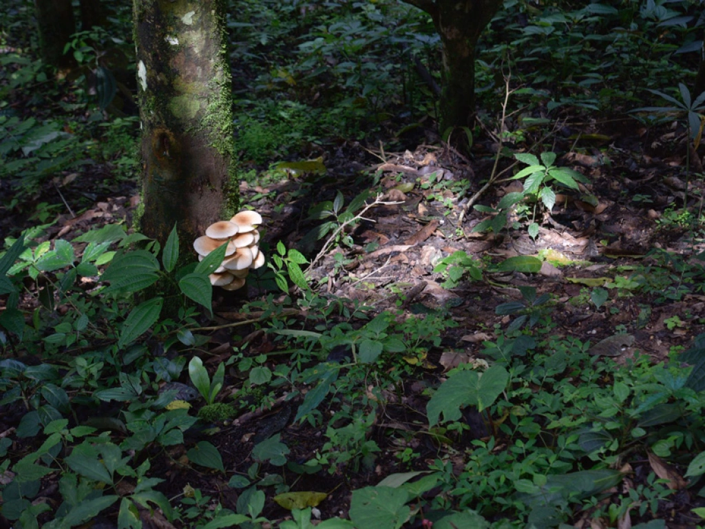 Mushrooms in Pasha Tea Mountains