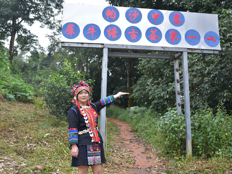 Portrait of tea master Ma Qing standing among ancient tea trees in Pasha Mountain, Yunnan. | 普洱茶人马青在云南帕莎茶山古树间的肖像照