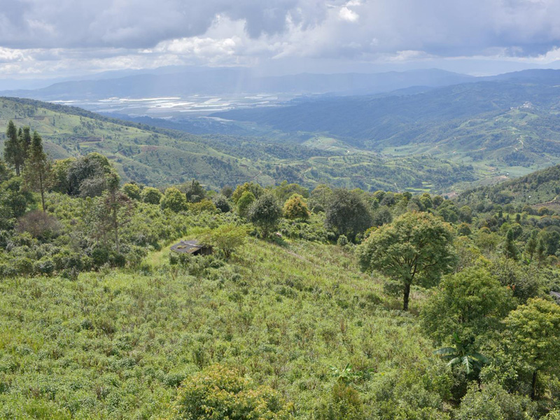 Misty ecological environment of Pasha Mountain with ancient tea trees and rich biodiversity. | 帕莎茶山云雾缭绕的生态环境，展现古茶树与丰富的生物多样性