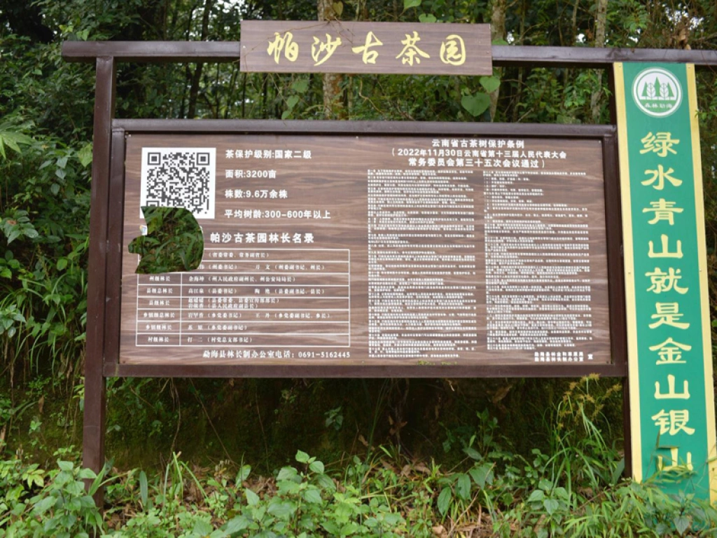 Lush green tea gardens on the terraced hills of Pasha Village in Yunnan, China, a prime example of a single-origin tea growing region with ancient trees