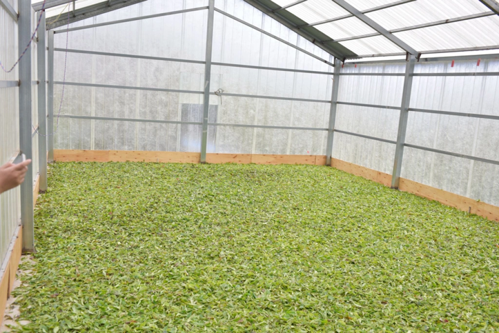 Freshly harvested tea leaves spread out on the floor for the withering process. | 采摘后的鲜叶平铺在地面进行萎凋工序。