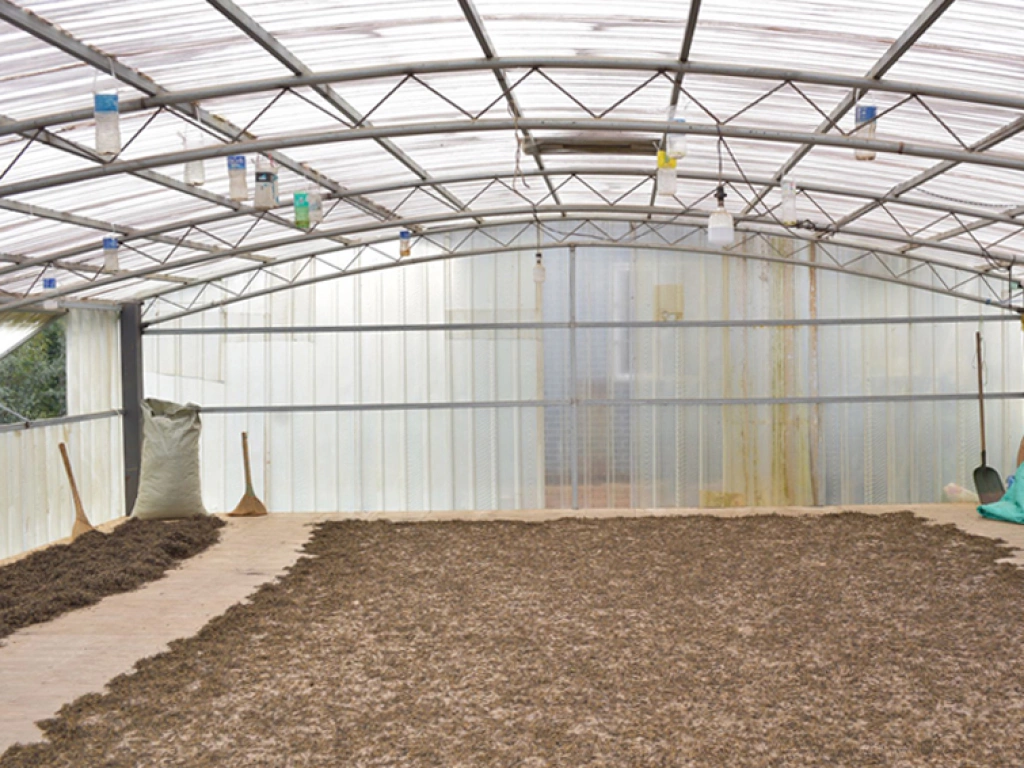 Sun-dried black tea spread out in a clean, ventilated drying room. | 晒红茶铺在整洁通风的晒房中进行干燥。