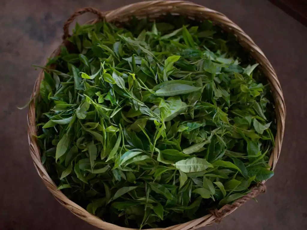 tea leafs
