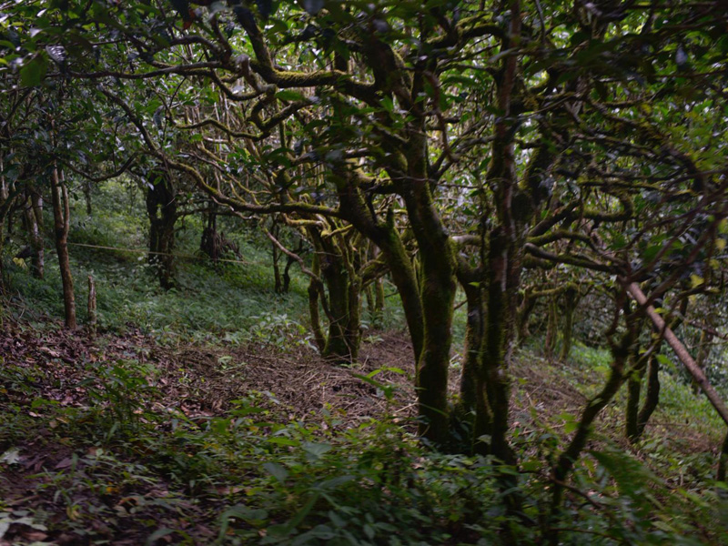Close-up of an ancient Pu-erh tea tree trunk in Pasha Mountain, showing moss and understory growth. | 帕莎古茶树主干特写，可见苔藓生长及林下植被