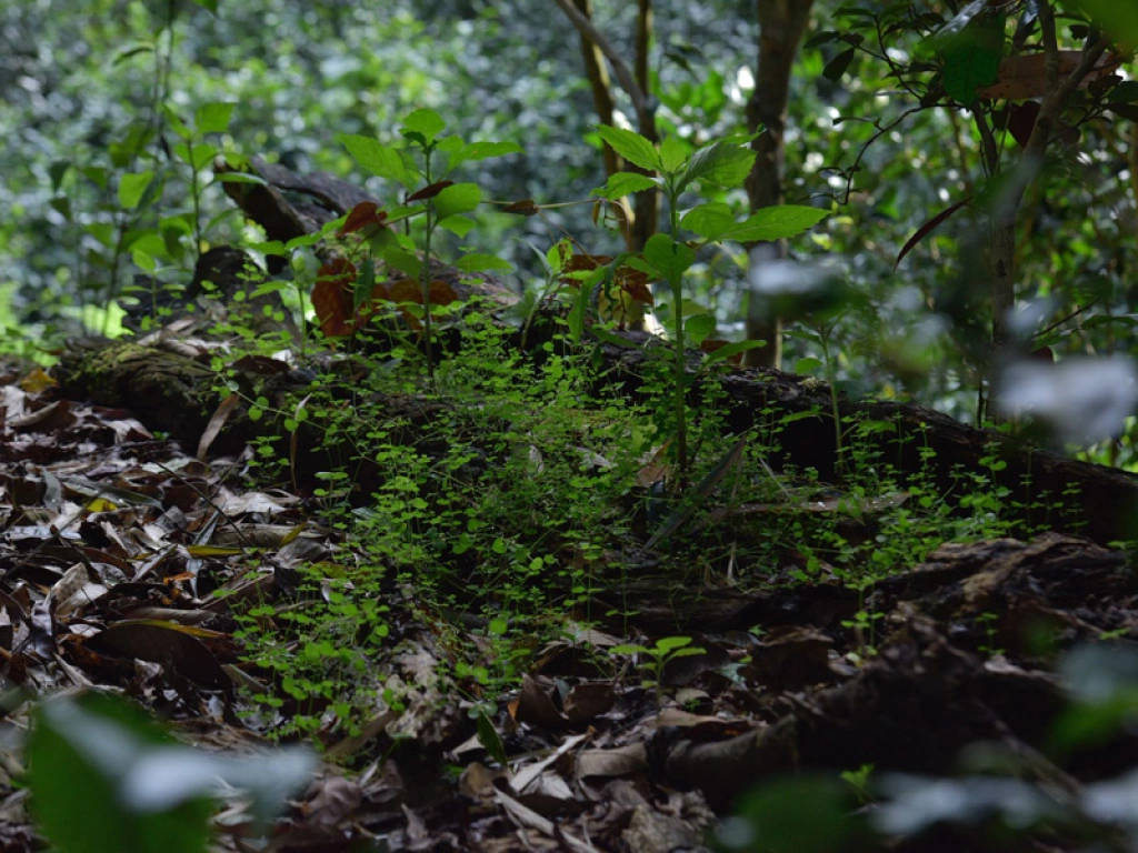 Soil in Pasha Tea Mountains