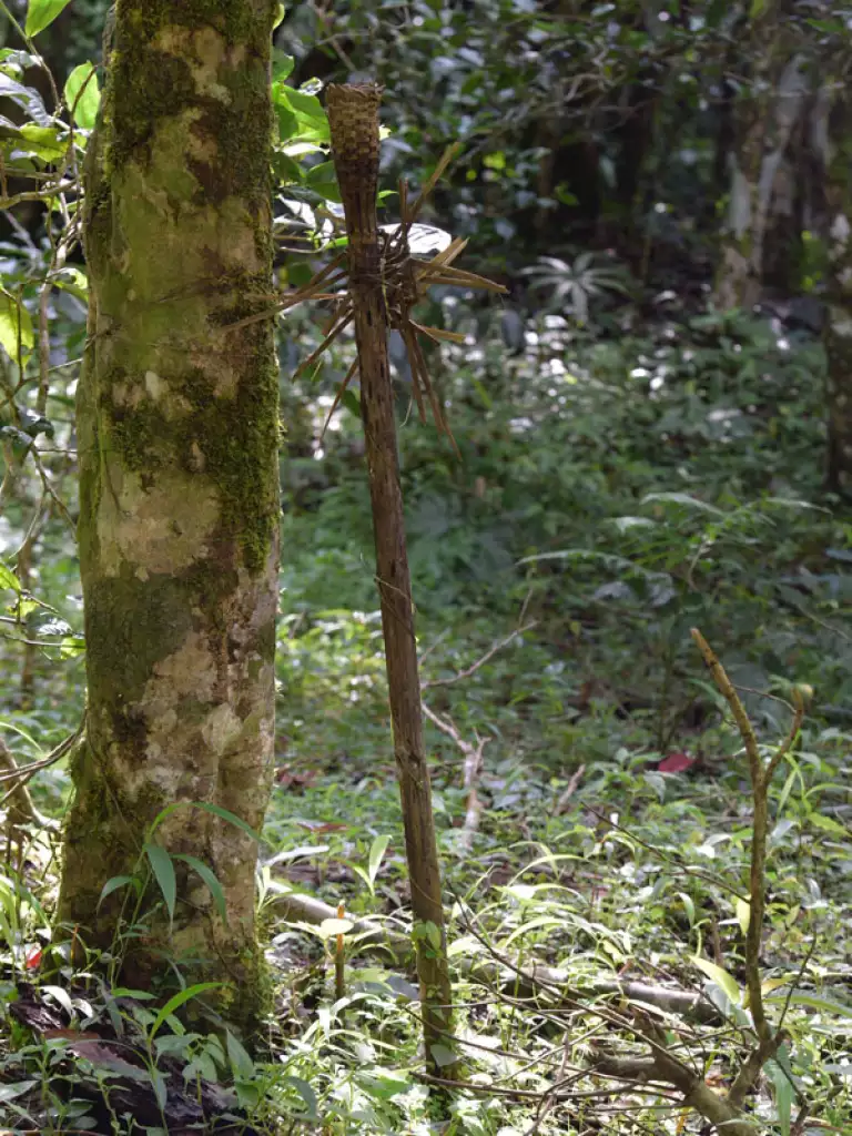 Traditional offerings of tea, chicken, and rice placed on a sacred altar under the Tea King Tree
