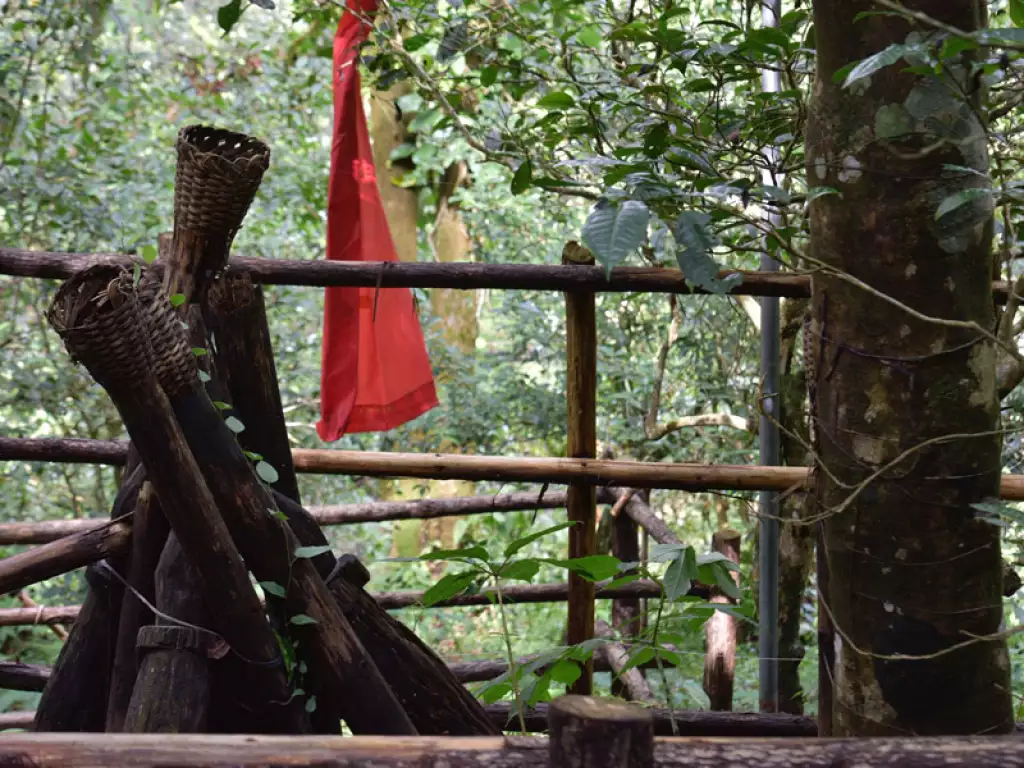 Lush ancient tea tree forest on Bulang Mountain during the sacred Shankang Festival celebration