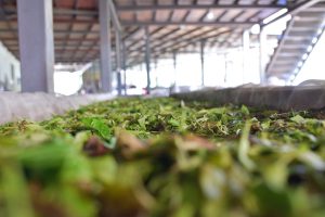 Fresh tea leaves for black tea production are spread out to dry at the tea processing facility.