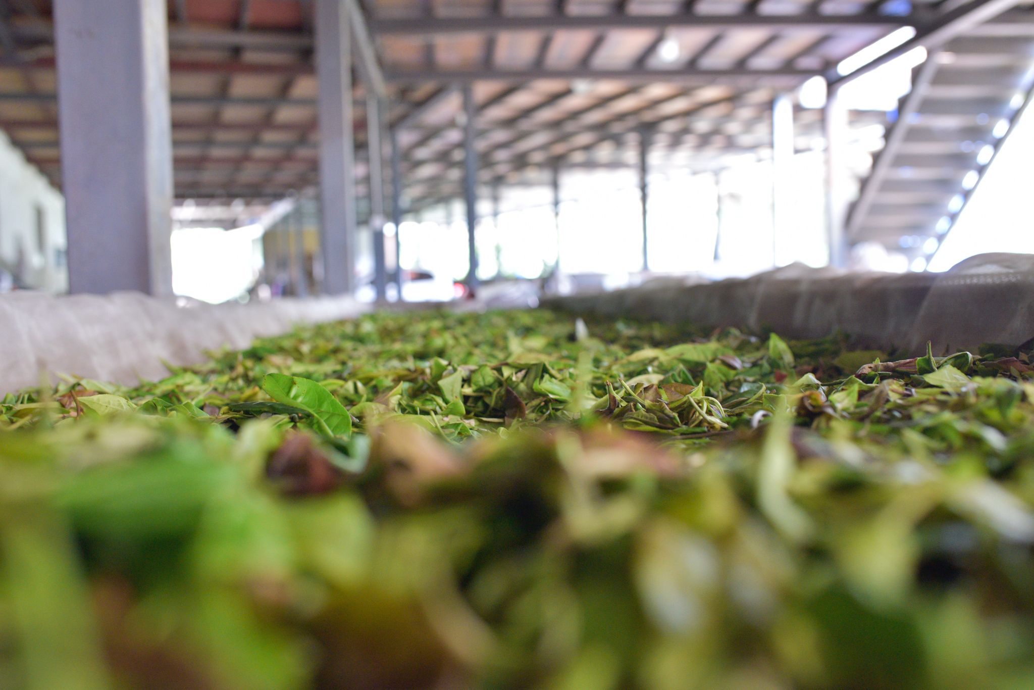 What Is Black Tea? A Complete Guide to Varieties & Benefits - SteepedRoots