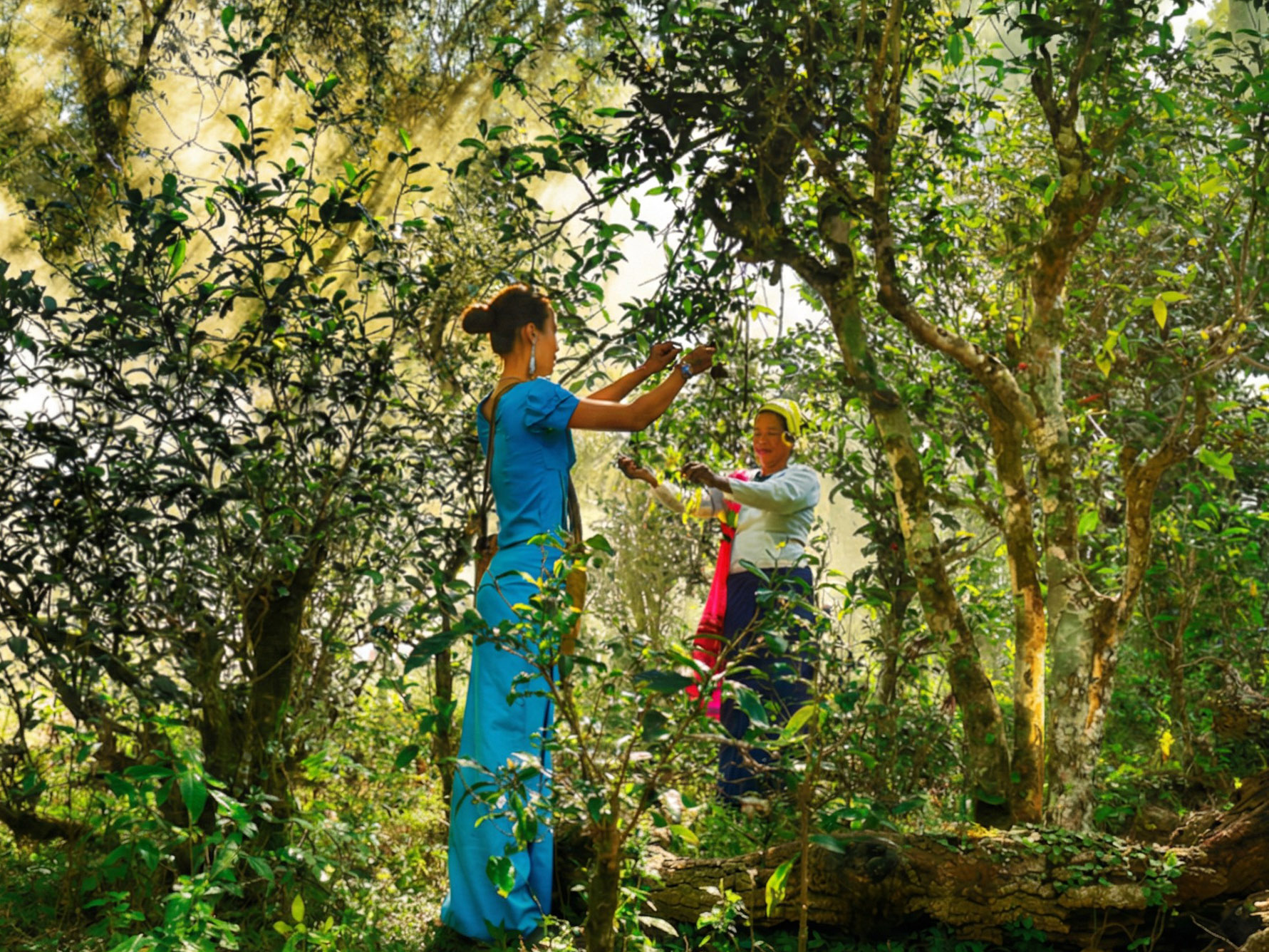 Two women picking tea leaves from ancient tea trees in a dense, misty forest in Xishuangbanna, surrounded by tall trunks and abundant green foliage with sunlight filtering through the canopy