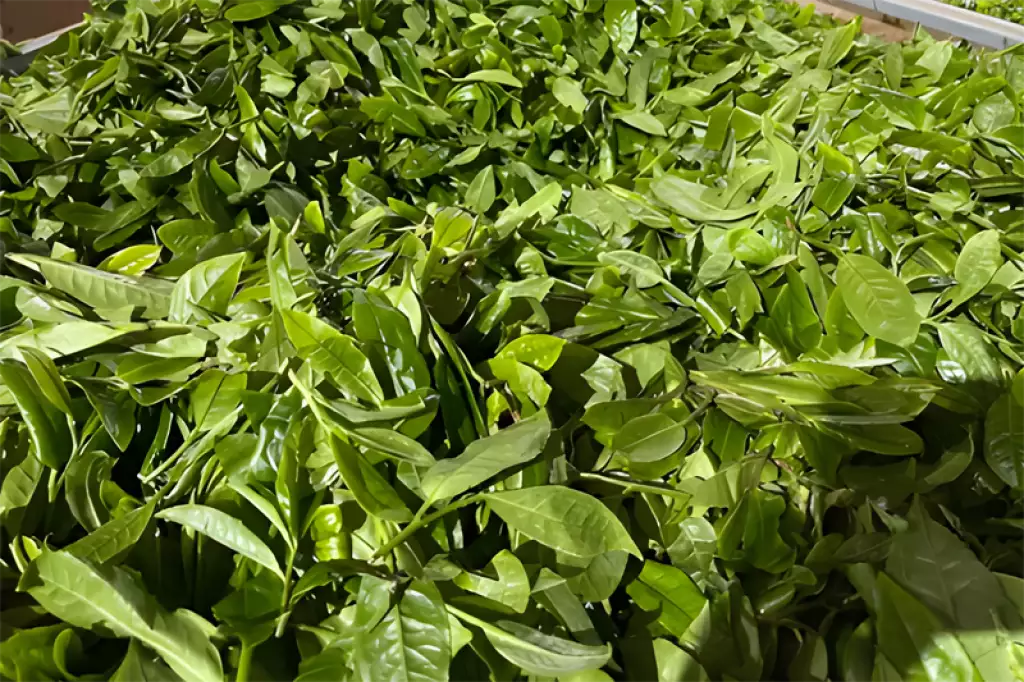 Withering process of Shai Hong: Fresh large-leaf Yunnan tea leaves spread indoors to reduce moisture naturally