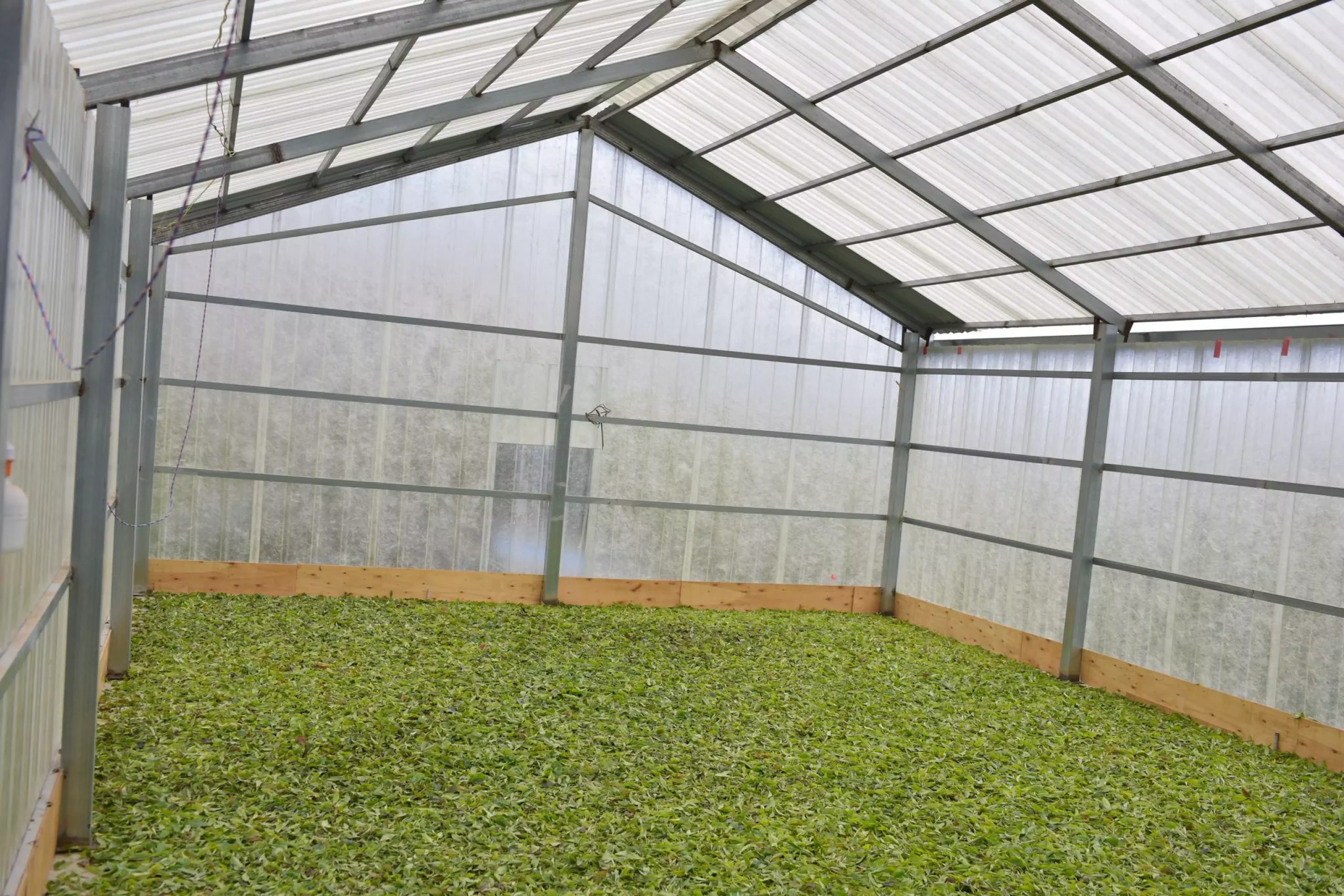 Fresh tea leaves withering on bamboo mats for Pu-erh production in Yunnan