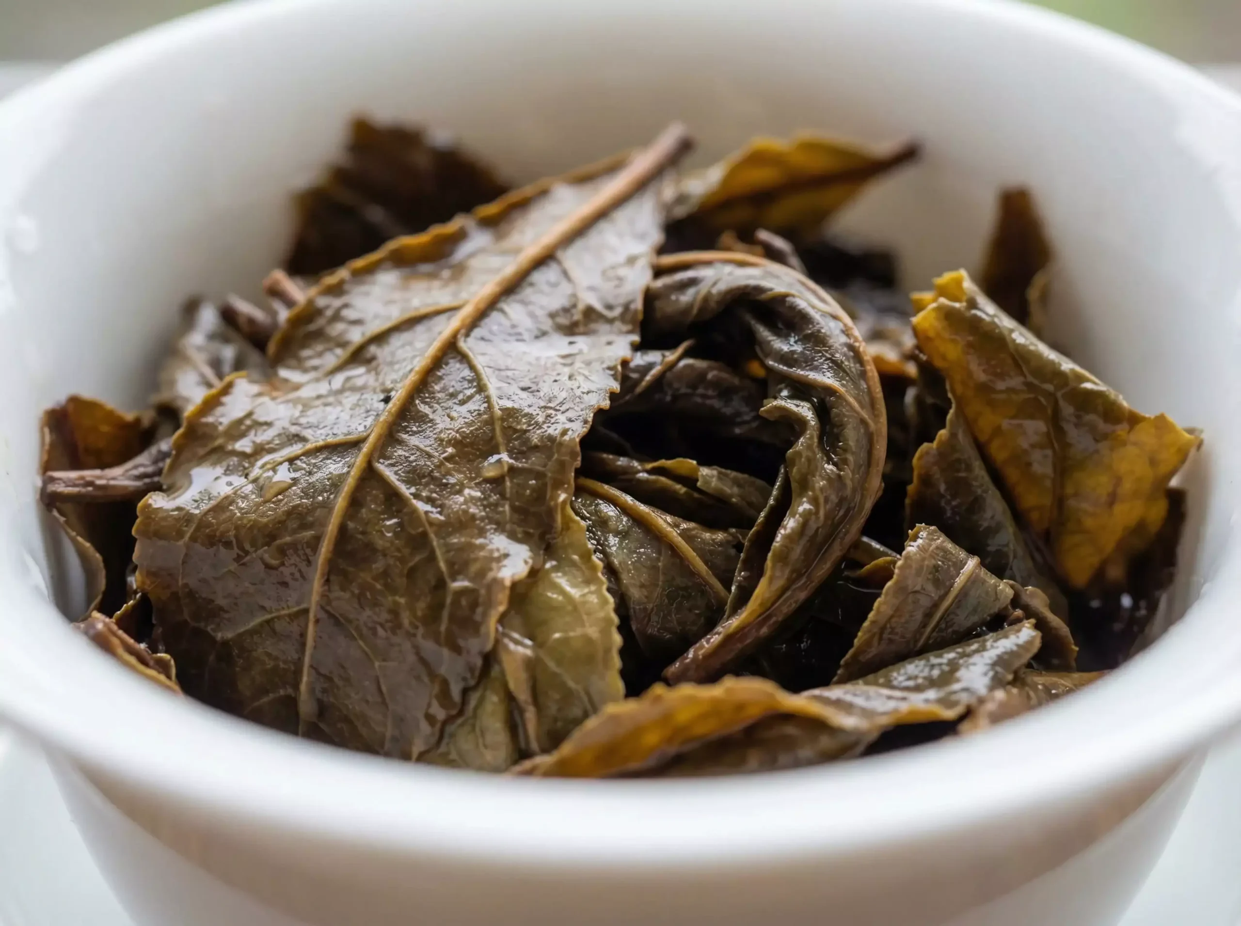 wet, spent Puerh tea leaves in a white porcelain Gaiwan. The leaves are thick, supple, and large (Gushu quality), with visible veins. Droplets of water on the leaves