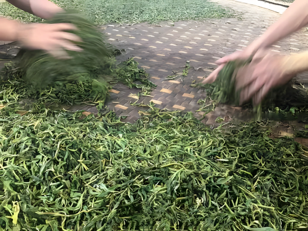 Withered leaves are hand-rolled