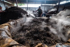 Large-scale pile fermentation of ripe Pu-erh tea, huge piles of moist maocha covered with wet cloth in a Yunnan fermentation room