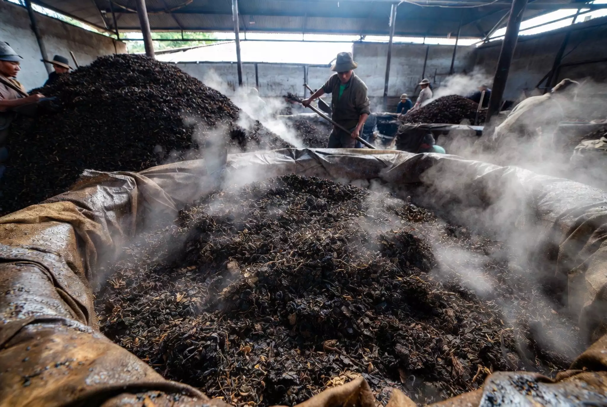 Pile fermentation process for ripe Pu-erh tea in Yunnan