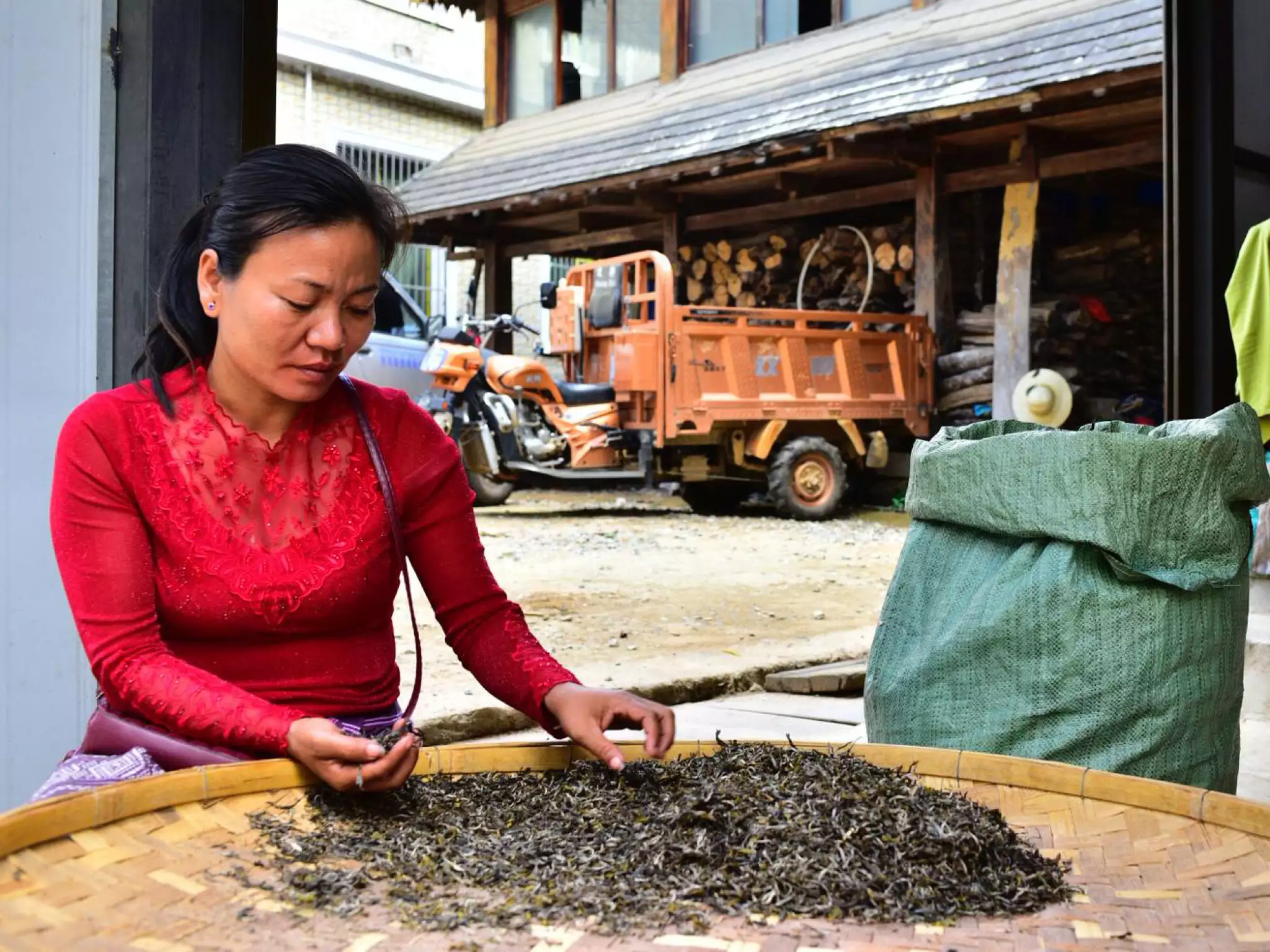 a women pick tea 