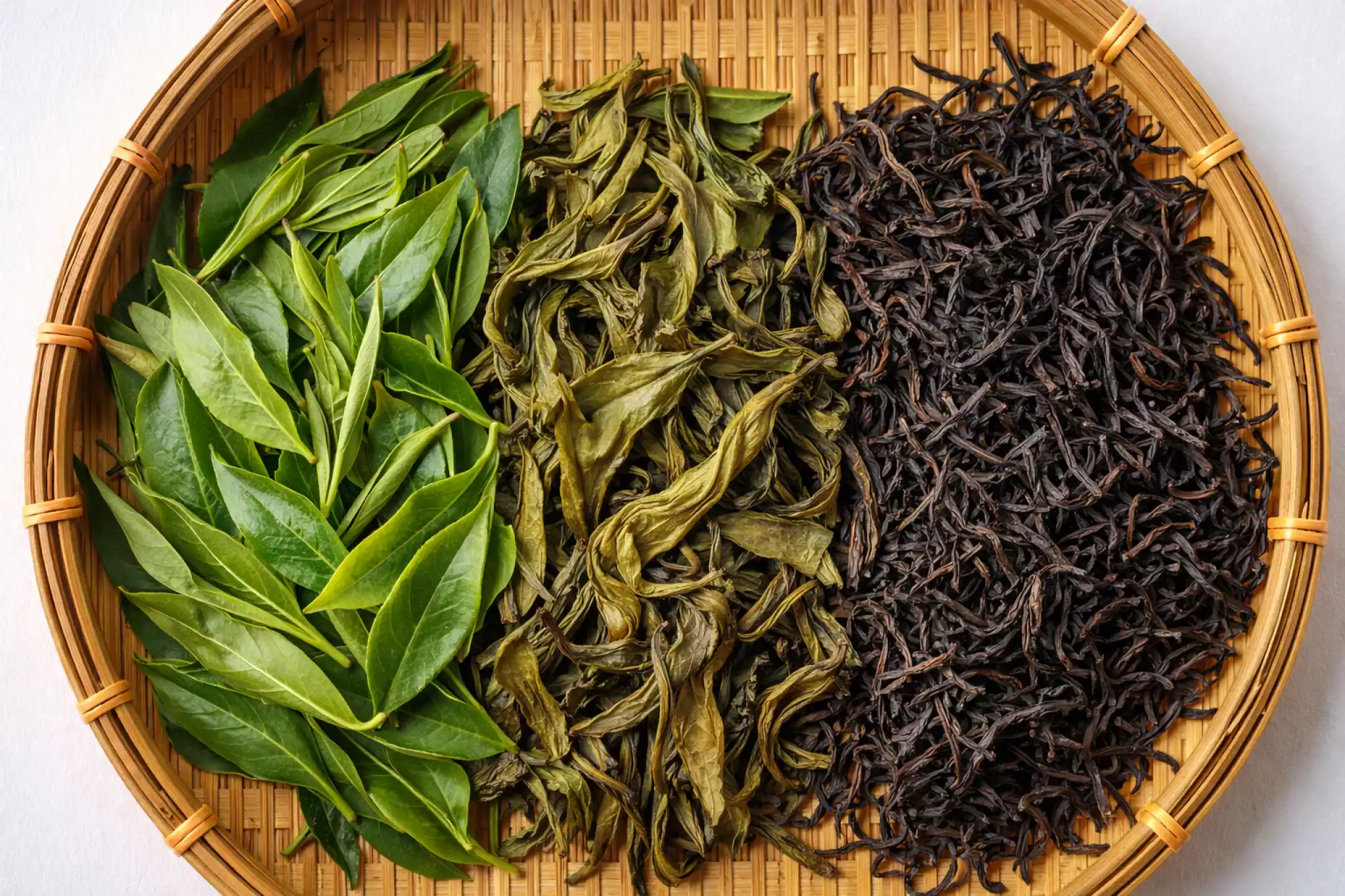 Macro shot of tea leaves in various stages of oxidation from green to black