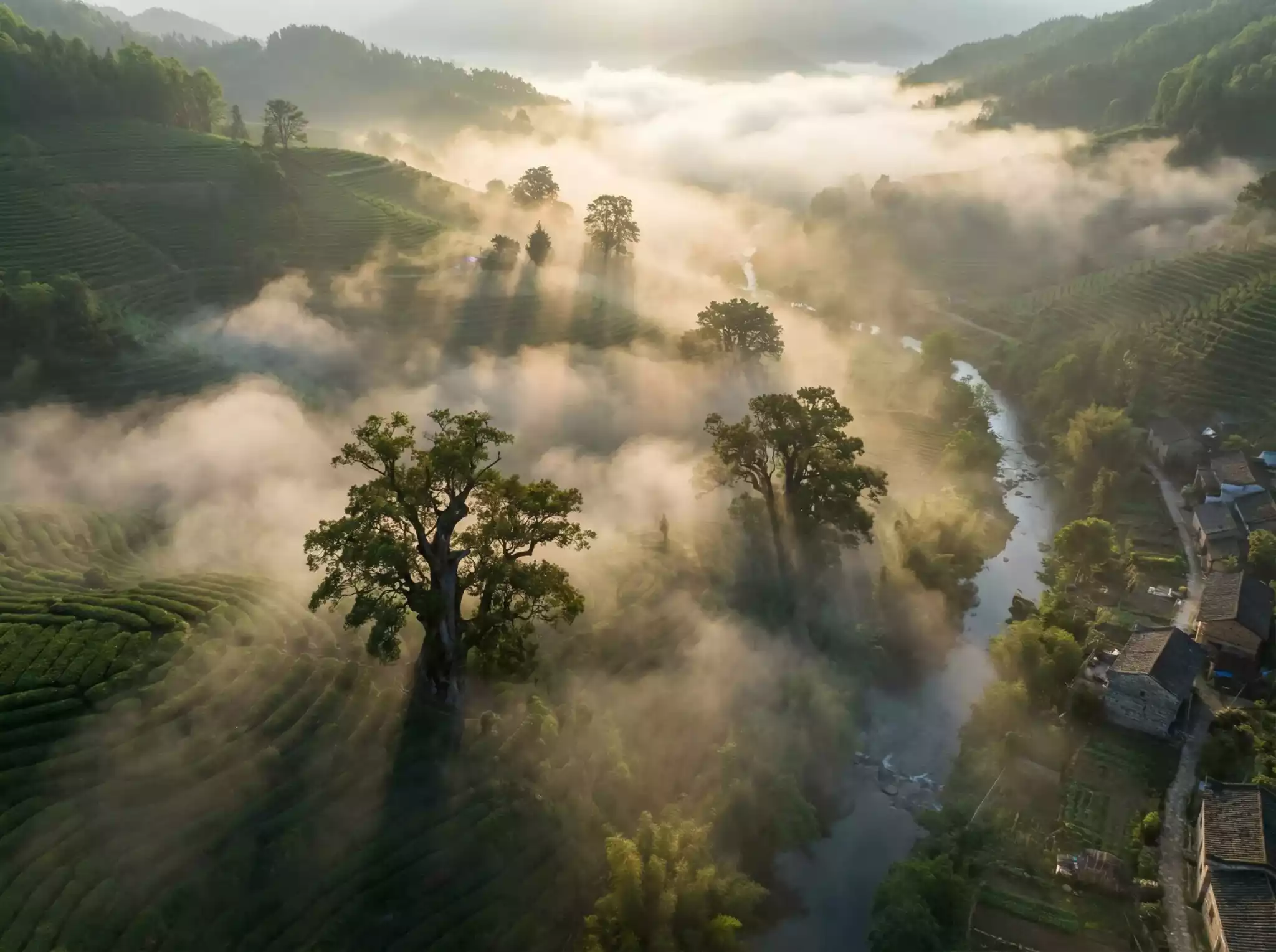 A steaming cup of Steeped Roots Pu-erh tea reflecting a mindful lifestyle