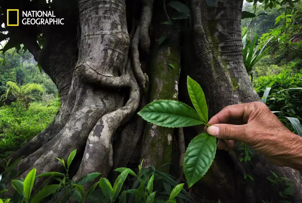 Close-up of ancient tea tree leaves and gnarled bark in Yunnan's biodiverse forest