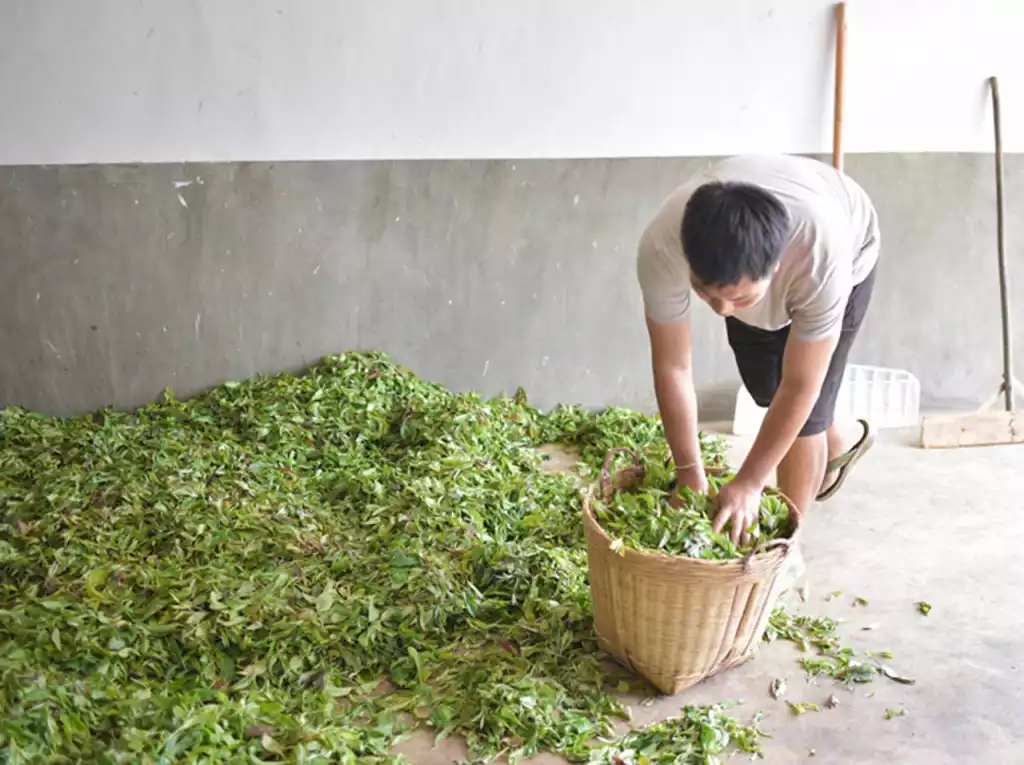Freshly picked one-bud-two-leaves tea from high-altitude Yunnan gardens