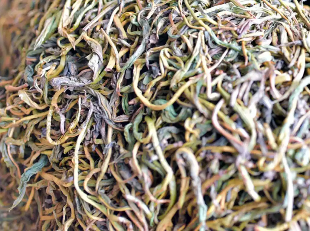 Macro shot of tea leaves losing moisture and becoming pliable during withering