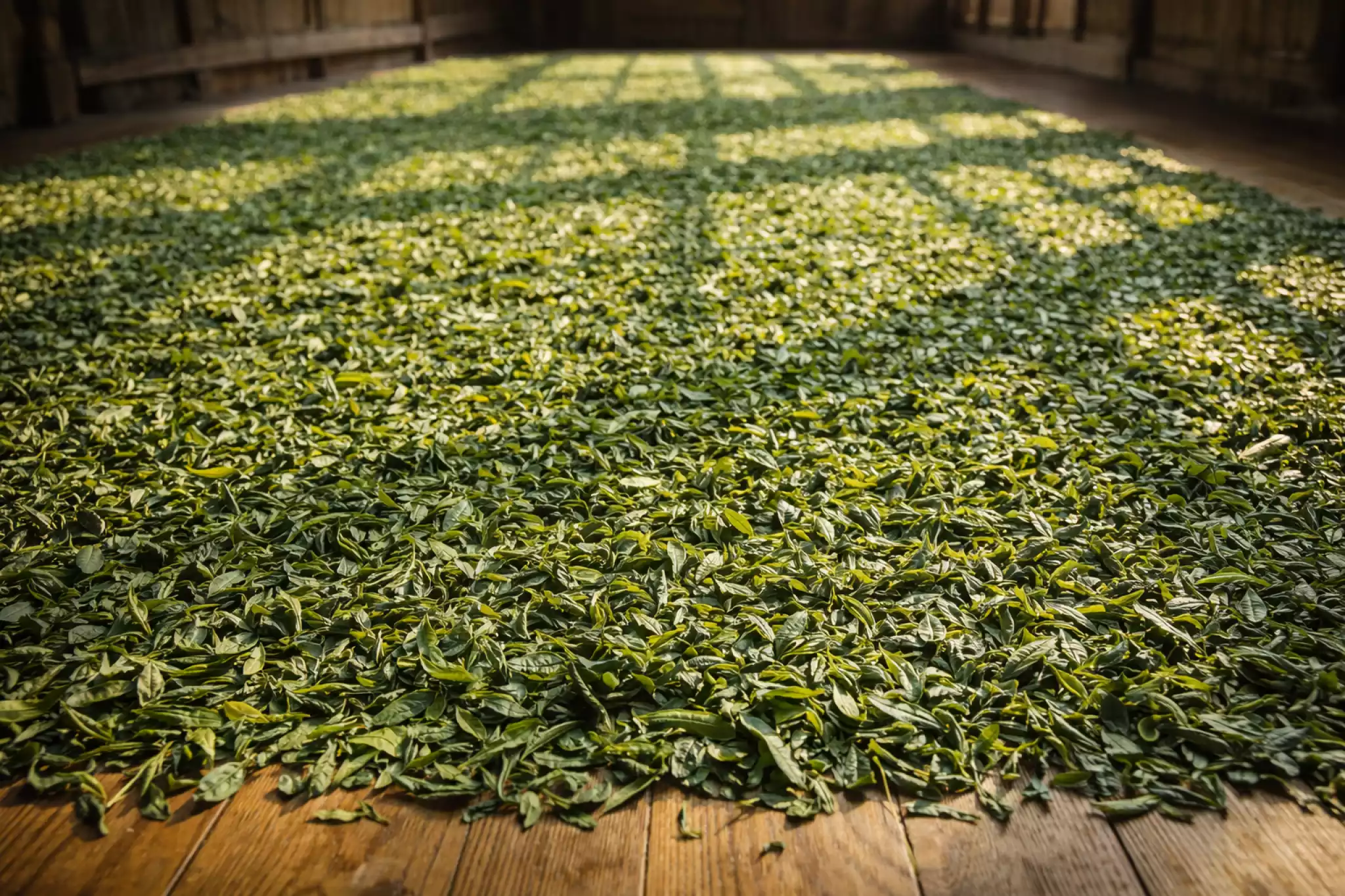 Shai Hong tea leaves drying naturally under the Yunnan sun on bamboo racks