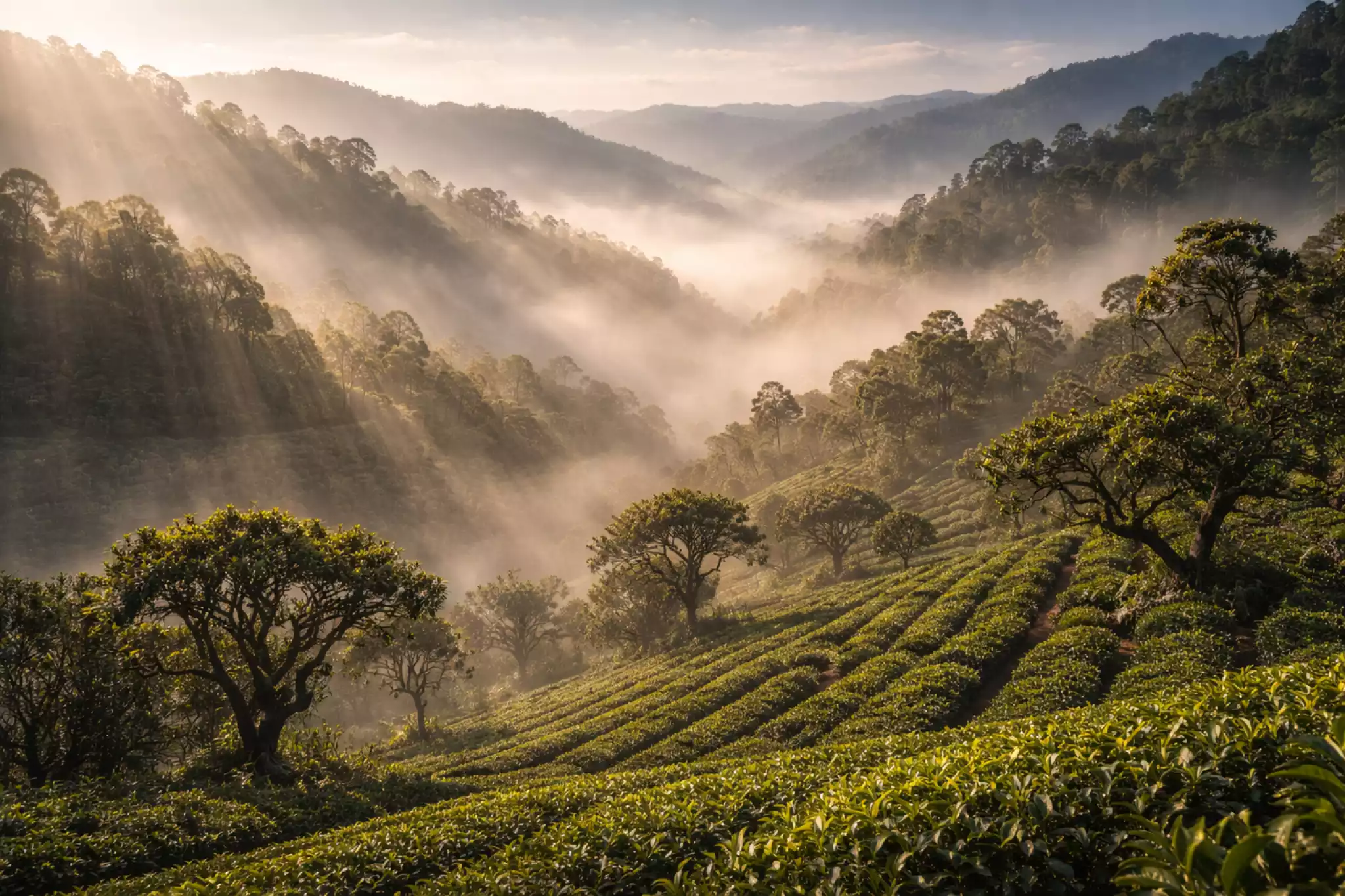 Panoramic view of tea mountains in Xiding Township, Menghai, Yunnan