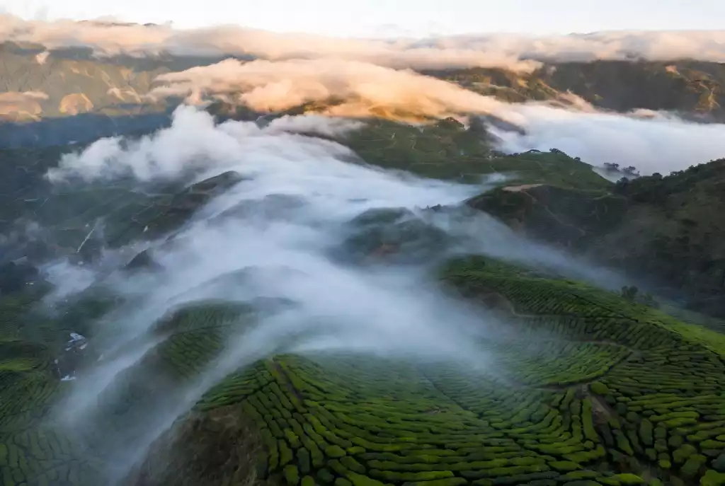 Lush high-altitude tea plantation mist in Alishan Taiwan, sourcing direct from origin